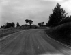 Elm Trees Along A Rural Road
