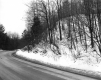 Forests Around US 7 