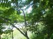 Forest Near Highway, Reshoot