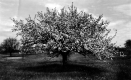Apple Blossoms