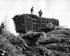 Tree Farmers
