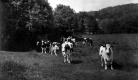Cows in Pasture