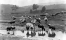 Thirsty Cows