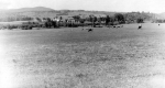 Cows in Pasture