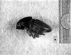 Dutch Elm Disease Insect