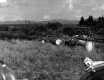 Future Potato Field