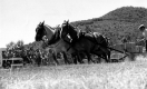 Horse Pull