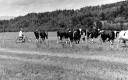 Dirt Biker Near Cows