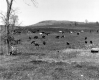 Cows in Pasture