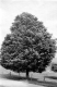 Tree in Summer