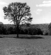 Elm Tree in Open Field