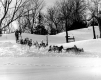 Sled Dog Race