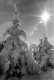 Snow Covered Trees