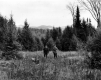 Hunters in a Clearing