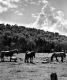 Horses in Pasture