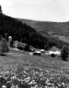 Farm in Hills