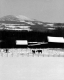 Horses in Winter