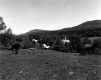 Horses in a Pasture