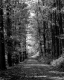 Forested Road
