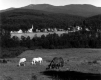 Horses in Front of Town