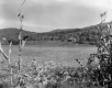 Corn Field and Farm