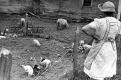 Woman Watching Over the Piglets