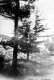 Diseased Pines