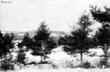 Infected Tree Farm
