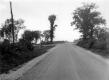 Elms Along a Rural Road