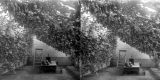 Grape Vine Garden