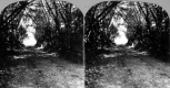 Forested Rural Road
