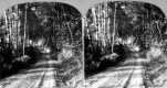 Forest Road