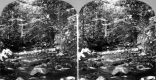 Brook in Forest