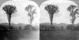 Elm Trees and Mountains