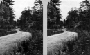Forest Road