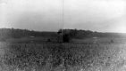 Cornfield