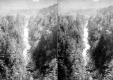 Gulf and Forest