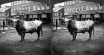 Bull in Village Square
