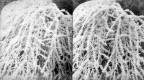 Frost on a Plant