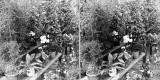 Flowers in Greenhouse