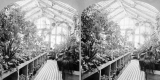 Windows and Plants in Greenhouse