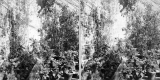 Greenhouse and Plants