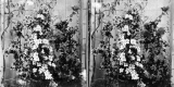 Flowers inside Greenhouse