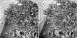 Fruit Tree in a Greenhouse
