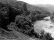 Forest Before Route 107