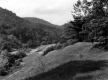 Grassy Hill and Forests