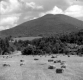 Hay Bales in Field