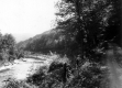 Forested Route 107