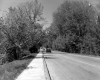 Trees in Bloom Along Road