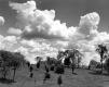 Trees on Hill